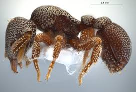 Formicidae: Myrmicinae - Eurhopalothrix elke Mezger \u0026amp; Pfeiffer, 2010