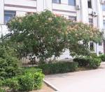 File:<b>Albizzia</b> julibrissin in