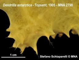 Image result for Dendrilla antarctica