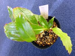 Image result for Begonia depauperata