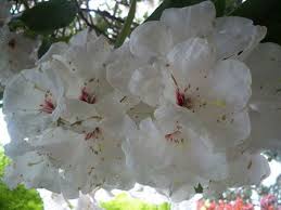 Rhododendron 'Halfdan Lem'  Images?q=tbn:ANd9GcRbI_HoLfV181jwFJQNIGxhwjHfOF8jg-DybrpCT4Y4dUWJJG0X