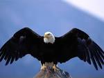 American Eagle Pictures : Bald Eagle - Wingspan