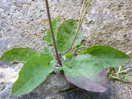 Image result for Hieracium asteridiophyllum