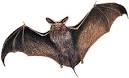 Myths About BATS