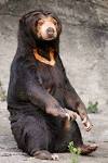 Sun bear - Wikipedia, the free encyclopedia