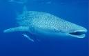 The whale shark inhabits the