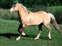 الخيول التركيه من اجمل خيول العالم وولاده حصان سبحان الله Images?q=tbn:ANd9GcRcgj5yxIZXIHxZUpq7aRKLyGBtBw3LCxL0bJlwkHr1lBMUjy-OeQ