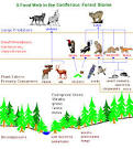 World Builders 1: Biomes Food Web in Coniferous Forest E Viau CSULA
