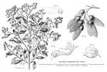 <b>Polygalaceae</b> Juss.