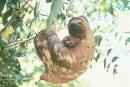 A sloth has tiny ears and