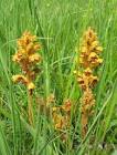 yellow-colored <b>Orobanche</b>