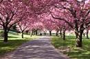 National Cherry Blossom