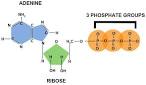 <b>ATP</b> can be formed through two