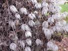 Clematis tangutica (Maxim.) Korsh.