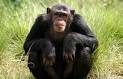 AWF: Wildlife: Chimpanzee