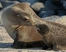 Galapagos Sea lion and pup