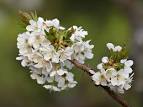Prunus avium 'Stella Compact' - Botany Photo of the Day
