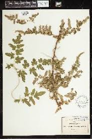 Image result for Lygodium mexicanum