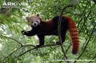 Red panda videos, photos and facts - Ailurus fulgens - ARKive