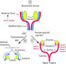 fetal <b>Müllerian ducts</b>..jpg