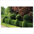 Tress and Hedges in Front Yard for Privacy: Golden Goddess Bamboo ...