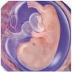 Your <b>Pregnancy</b> Week 8