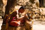 500px / Photo "Monk and Tiger sharing their meal." by Wojtek Kalka