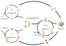 What are yeast? - SGD-