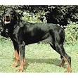 BLACK AND TAN Coonhound Puppy & BLACK AND TAN Coonhounds Dog Breed ...