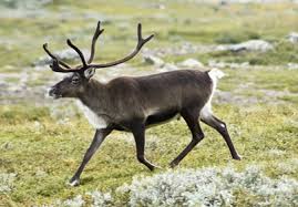 A reindeer's quest (anyone please join!) Images?q=tbn:ANd9GcRnGhYalScnGW6AusuPugHj6gCayfwcuvHNL30RJXSSDxKJMyfH3g