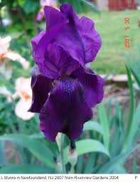 Image result for Iris germanica
  ( Ebony Queen Iris )