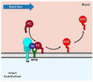 <b>Protein C</b> anticoagulant