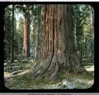 Sequoia National Park - view of Sequoia tree (Sequoiadendron ...