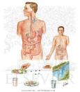 <b>Paratyphoid</b>) <b>Fever</b>:
