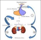 releasing <b>hormone</b>,