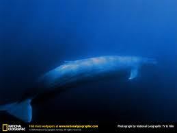 الحوت الازرق العملاق (ملك البحار) و الحوت القاتل (وحش البحار) Images?q=tbn:ANd9GcRov1v12K2ysV4ikqm_iPgAXYJvCPKhl-FVrxwYZtTTr5AzyoW4FA