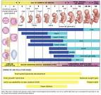 <b>Fetal development</b> and timing