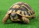 tortoise pronunciation
