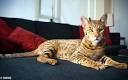 ashera cat | Tumblr
