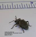 Black Vine Weevil: Unusual Accidental Invader in Iowa