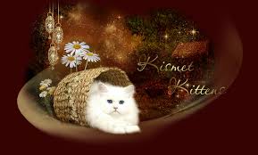 http://www.kismetkittens,org/ http://www.kismetkittens,org/