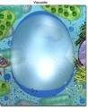 <b>Vacuola</b> de una célula vegetal