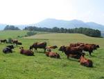 File:Race bovine salers 2 - JPG.jpg - Wikimedia Commons