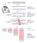 <b>Polymerase Chain Reaction</b>
