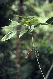Image result for "Pinanga albescens"