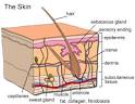<b>SKIN</b>