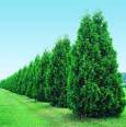 <b>Thuja</b> Linnaeus 1753, genus of