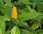 <b>Acanthaceae</b>