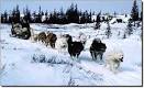 Sled Dog Central - The Canadian Eskimo Dog