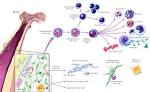 stem <b>cell differentiation</b>.